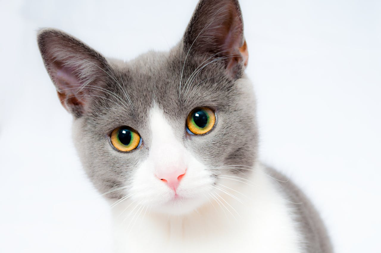 Wat heb je nodig voor een gelukkige kat?